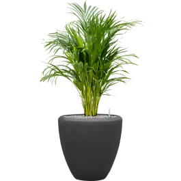 Prijsverlaging | Dypsis (Areca) lutescens in Baq Polystone Couple Zwart