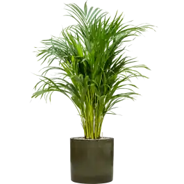 Topkwaliteit - Areca Lutescens in Cylinder Ceramic Groen