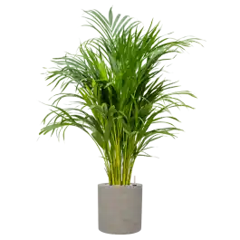 Opruiming - Areca Lutescens in Rugged Puk Grijs