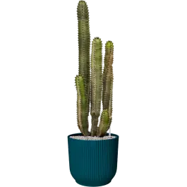 Euphorbia Canariensis in Elho Vibes Blauw - Net binnen