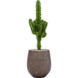 Tijdelijk aanbod | Euphorbia Erytrea in Baq Opus Darcy Goud
