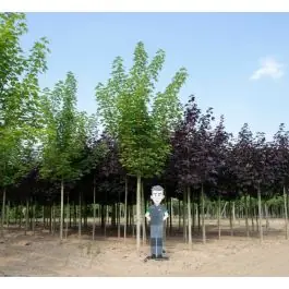 Acer Emmerald Queen - volgroeid - Nieuwe release