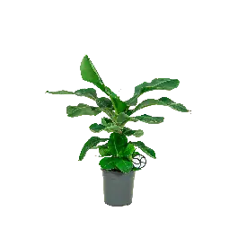 Musa Dwarf Cavendish Medium - Voordelig
