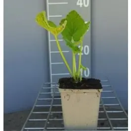 Alcea Chater‘s Double Yellow - Shop nu