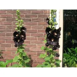 Scherp geprijsd | Alcea Nigra