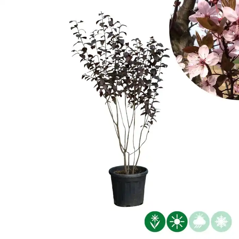 Rechtstreeks uit de fabriek | Prunus Nigra - meerstammig