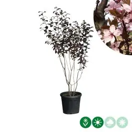 Veel gekozen | Prunus Nigra - meerstammig