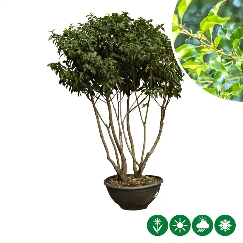 Prunus lusitanica - meerstammig | Rechtstreeks van de fabrikant