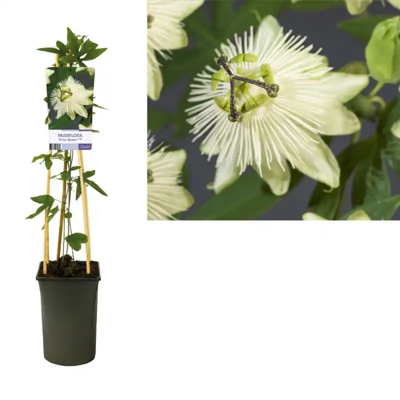 Passiflora Snow Queen | Alleen deze week