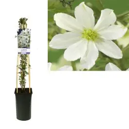 Clematis Early Sensation | Populair