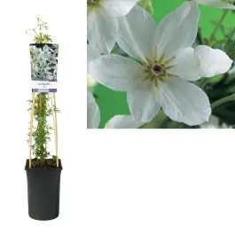 Flitsaanbieding | Clematis Joe