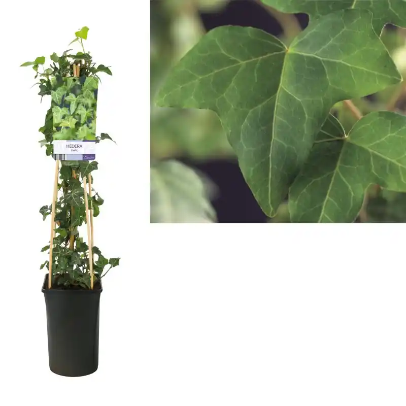 Hedera helix | Shop nu