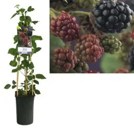 Rubus Thornfree | Nog enkele stuks