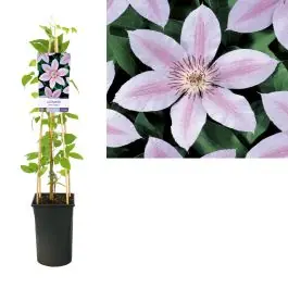 Clematis John Paul II - Populair bij klanten