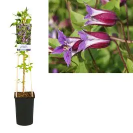 Direct kopen - Clematis Prince William
