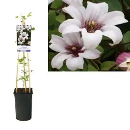 Veilig winkelen - Clematis Princess Kate