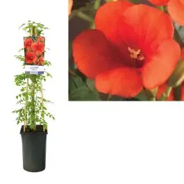 Zeer goed beoordeeld | Campsis radicans