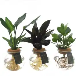 Aanrader | Mix plantjes in bolglas - set van 3 stuks