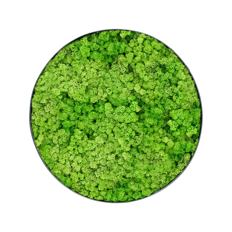 Nu beschikbaar - Mosschilderij rond 100% Rendiermos Licht Grasgroen Antraciet Frame