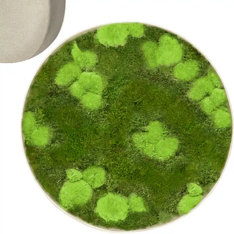 Mosschilderij Rond 30% Bolmos 70% Platmos Wit | Sale