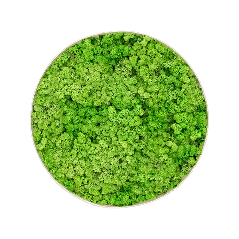 Mosschilderij rond 100% Rendiermos Licht Grasgroen Concrete Frame - Nieuwe release