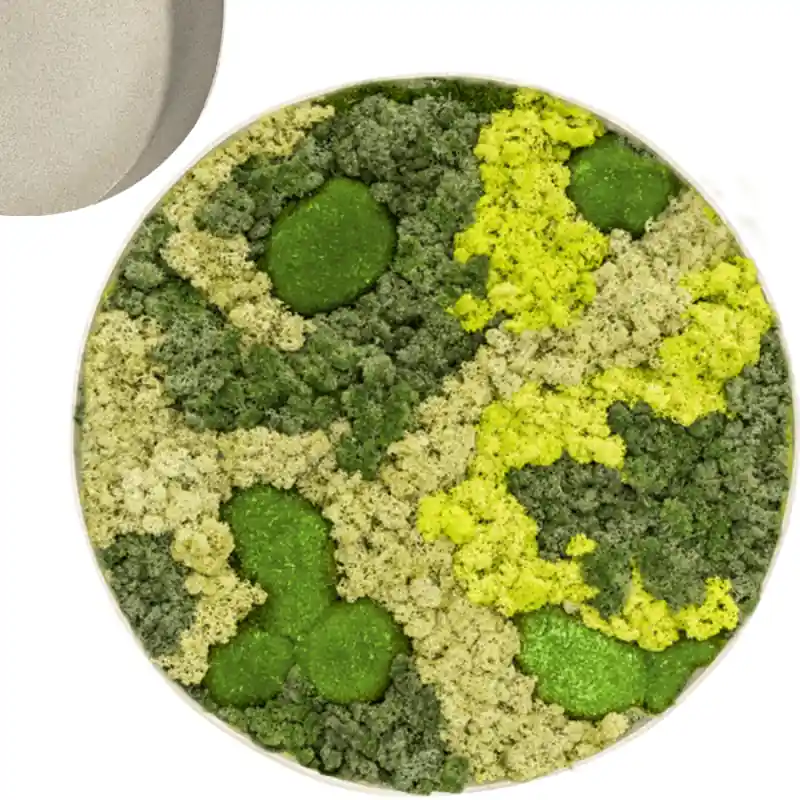 Mosschilderij Rond 30% Bolmos 70% Rendiermos Wit - Veilige betaling