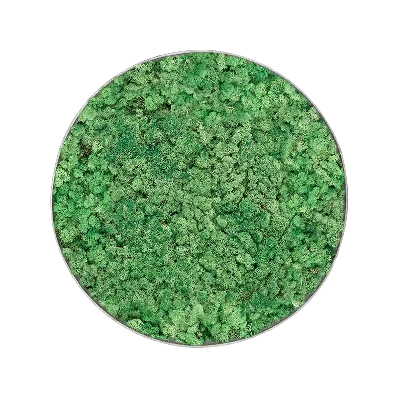 Mosschilderij rond 100% Rendiermos Grasgroen Grey Frame - Koop vandaag