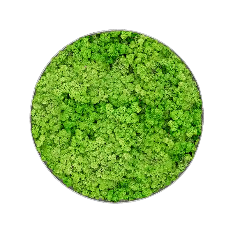 Tijdelijk aanbod | Mosschilderij rond 100% Rendiermos Licht Grasgroen Grey Frame