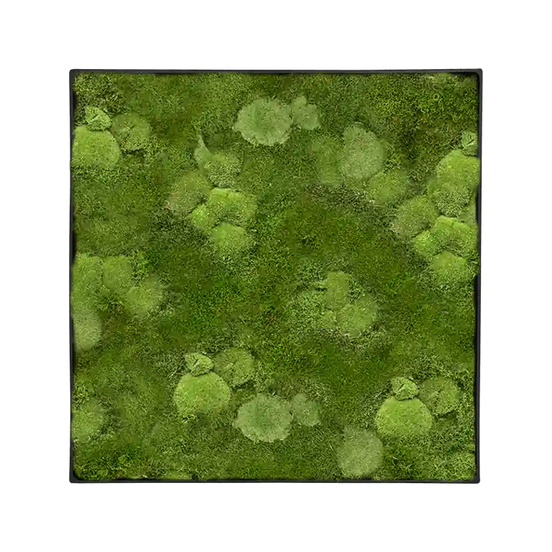 Mosschilderij vierkant 30% Bolmos 70% Platmos Antraciet Frame | Extra voordeel