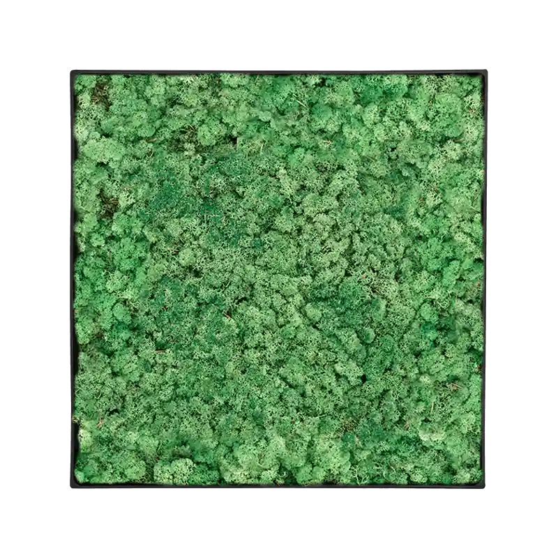 Mosschilderij vierkant 100% Rendiermos Grasgroen Antraciet Frame - Erg populair