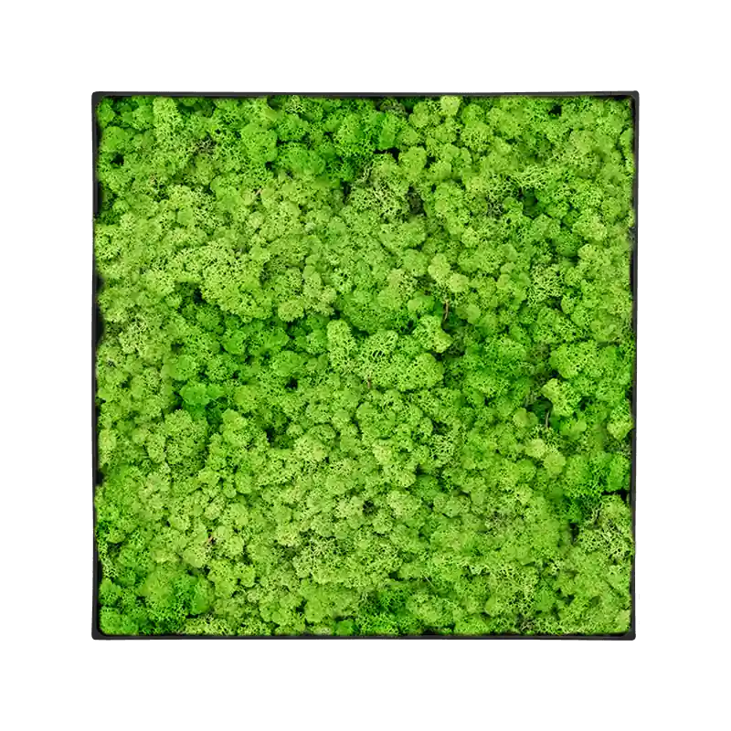 Mosschilderij vierkant 100% Rendiermos Licht Grasgroen Antraciet Frame | Dagdeal