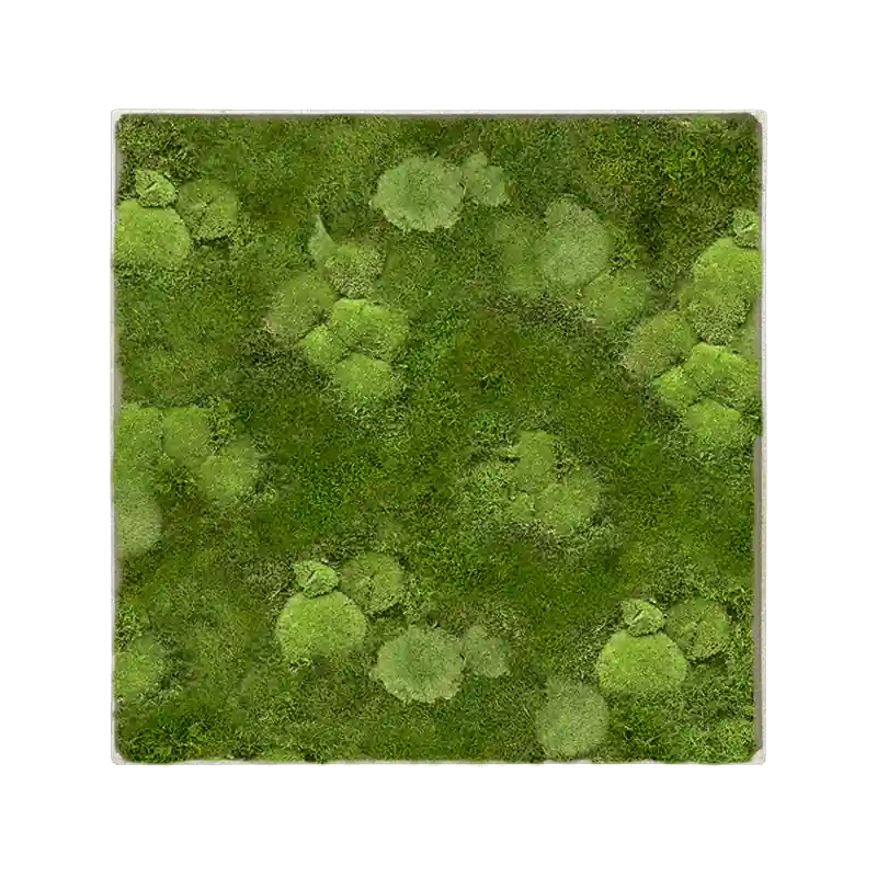 Mosschilderij vierkant 30% Bolmos 70% Platmos Concrete Frame - Bestseller