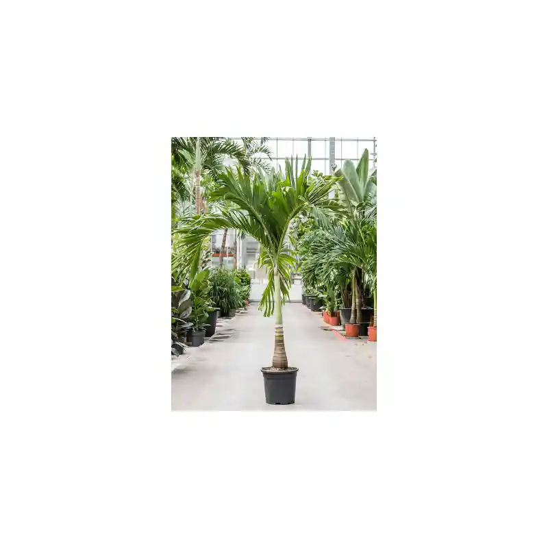 Nieuwe release | Veitchia Adonidia Merrillii op stam