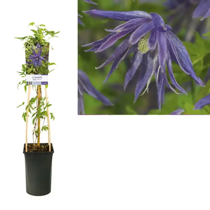 Koop vandaag - Clematis Spiky
