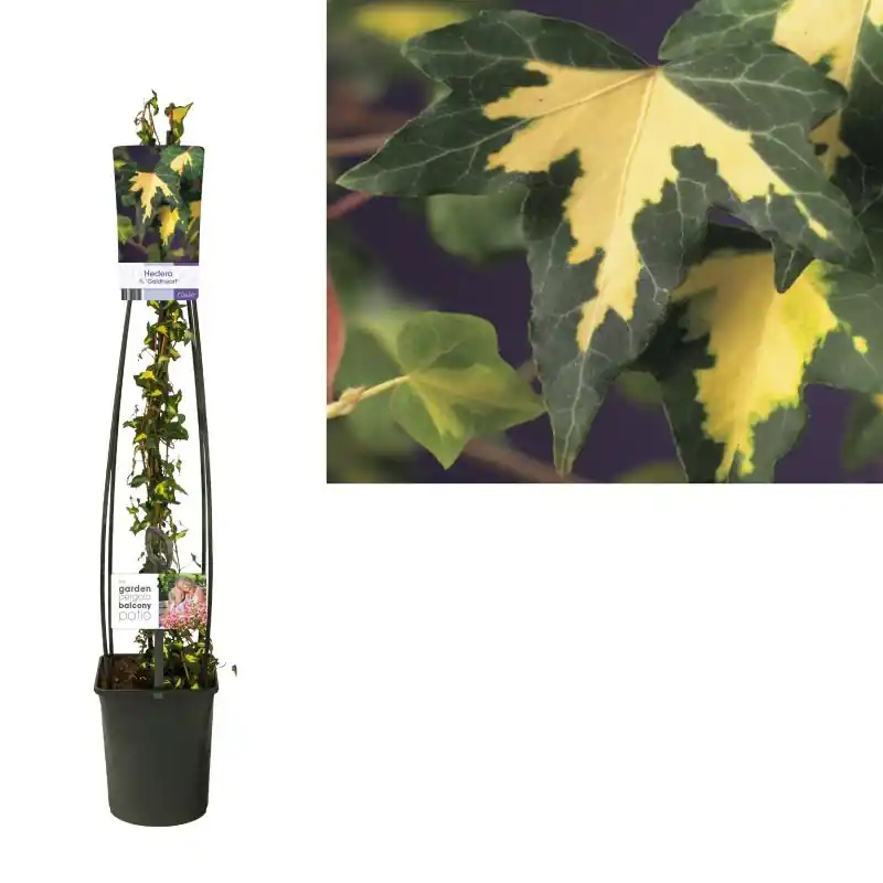 Hedera Goldheart | Rechtstreeks uit de fabriek