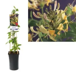 Hoog gewaardeerd | Lonicera periclemenum