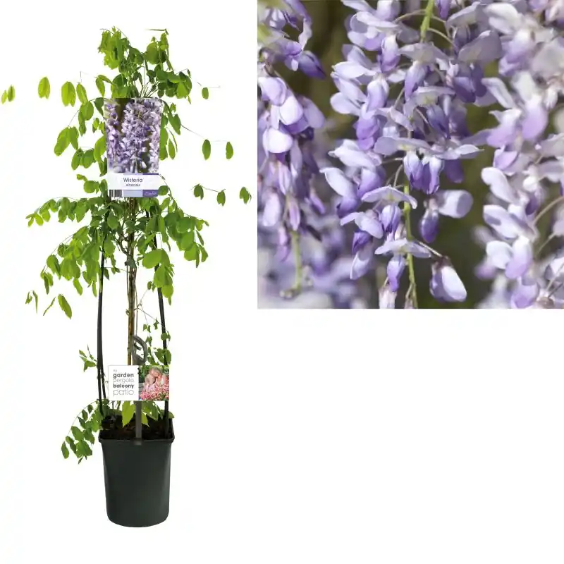 Net binnen | Wisteria sinensis