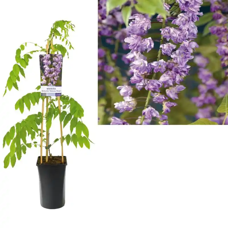 Nieuw in de shop | Wisteria Violacea Plena
