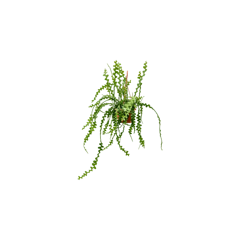 Epiphyllum anguliger - Zojuist toegevoegd