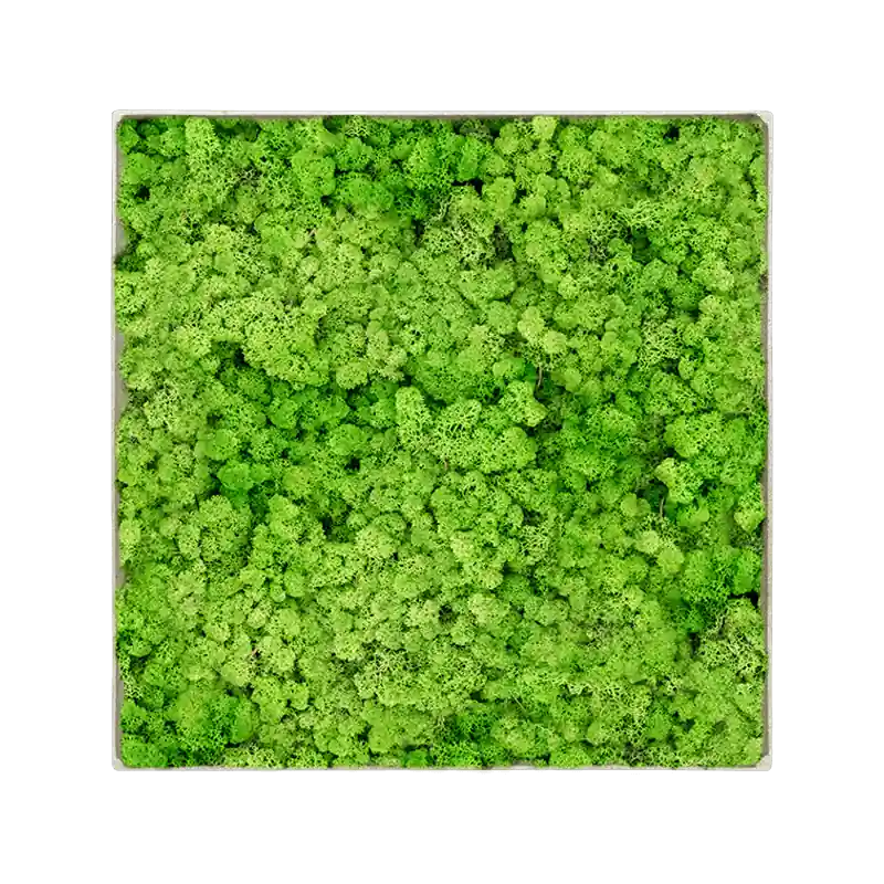 Online bestelbaar | Mosschilderij vierkant 100% Rendiermos Licht Grasgroen Concrete Frame