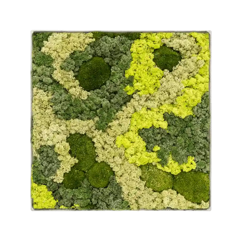 Mosschilderij vierkant 30% Bolmos 70% Rendiermos Concrete Frame | Op voorraad