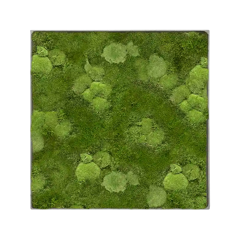 Mosschilderij vierkant 30% Bolmos 70% Platmos Grey Frame | Populair bij klanten