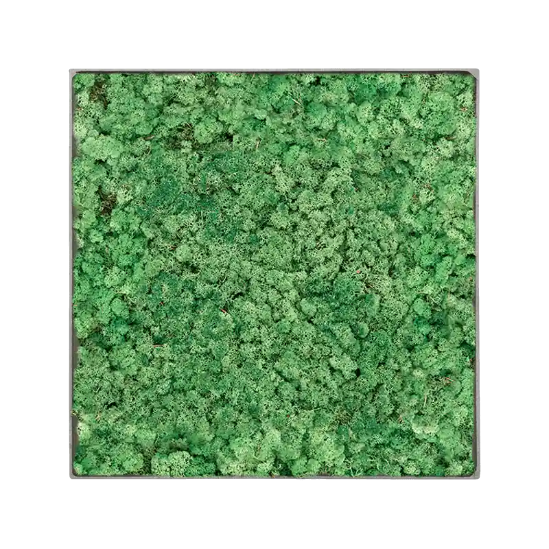 Mosschilderij vierkant 100% Rendiermos Grasgroen Grey Frame | Populair