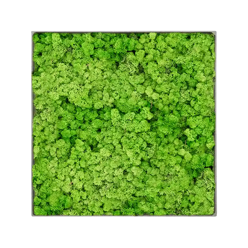 Mosschilderij vierkant 100% Rendiermos Licht Grasgroen Grey Frame | Nu beschikbaar
