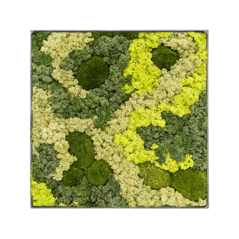 Zeer goed beoordeeld | Mosschilderij vierkant 30% Bolmos 70% Rendiermos Grey Frame