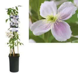 Extra korting - Clematis Pink Perfection