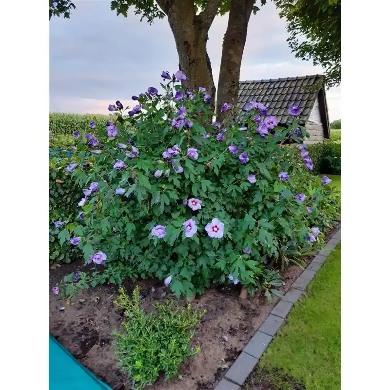 Bestelbaar - Hibiscus Oiseau Blue