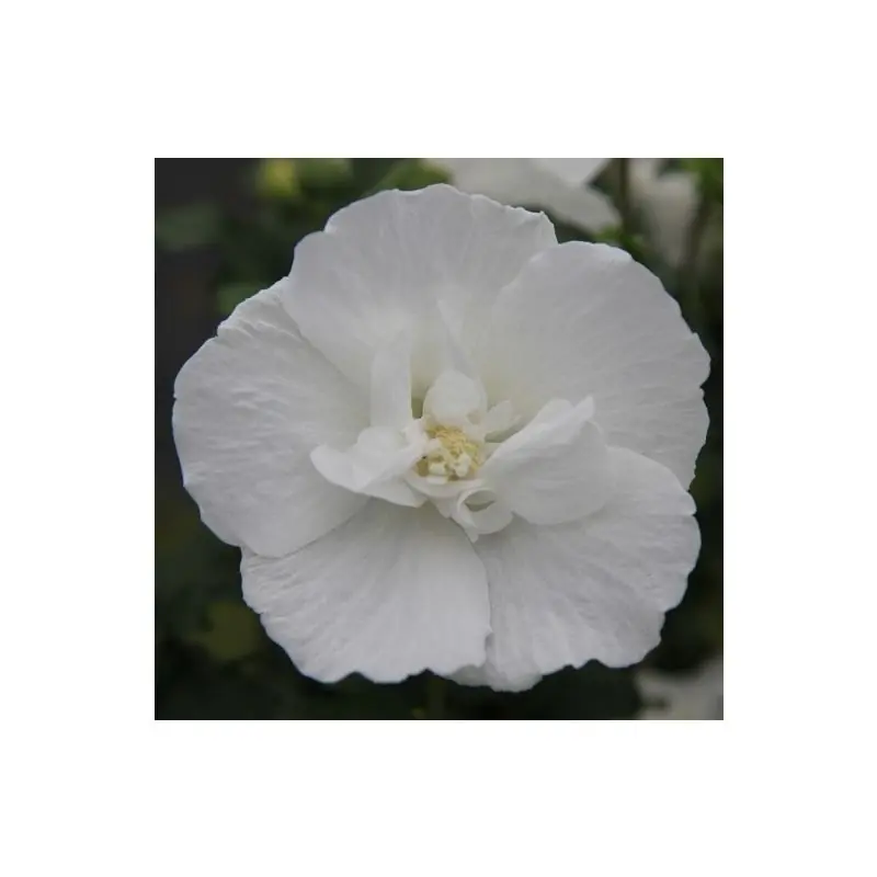 Speciale deal | Hibiscus White Chiffon