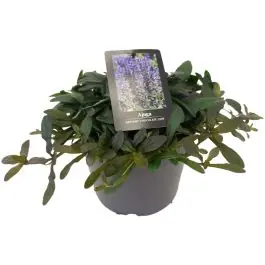Nog enkele stuks | Ajuga Chocolate Chips
