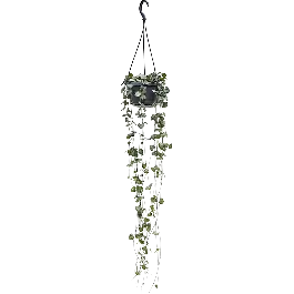 Ceropegia String of Hearts | Uitverkoop